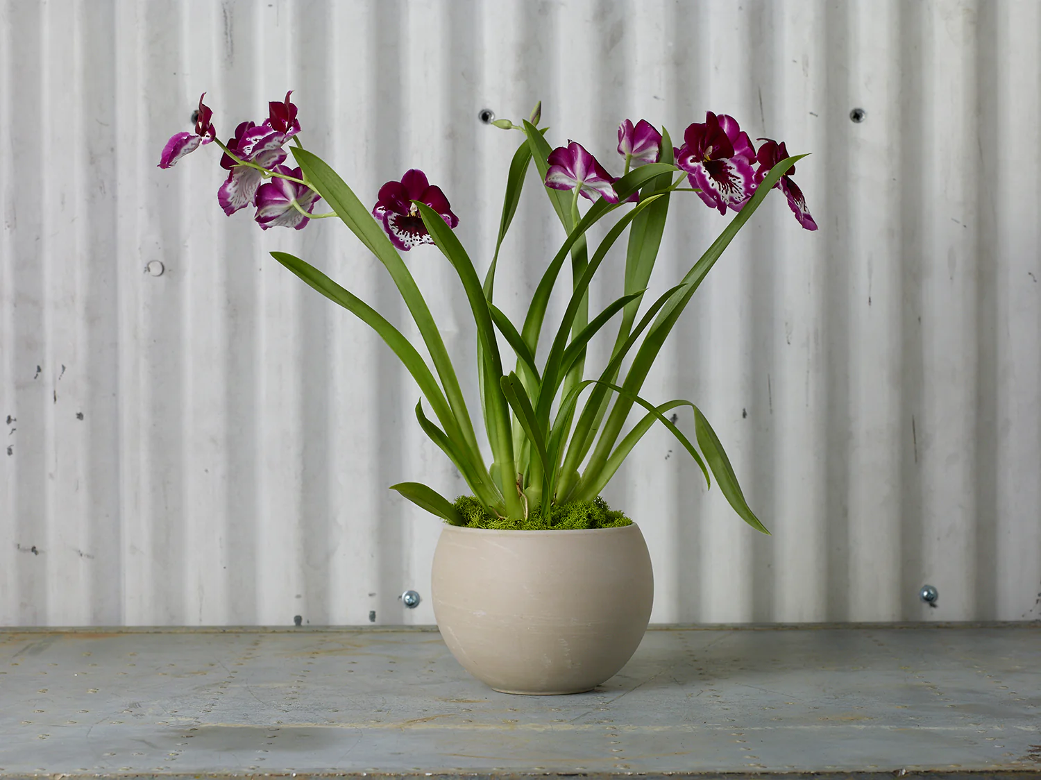 Astrid Pot Set of 4 By Accent Decor - Image 10