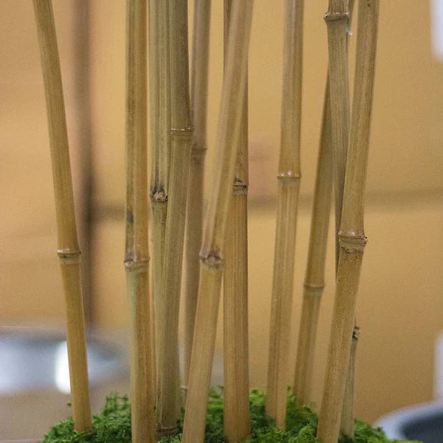 Bamboo Tree in Kawa Planter, Black By Gold Leaf Design Group - Image 5