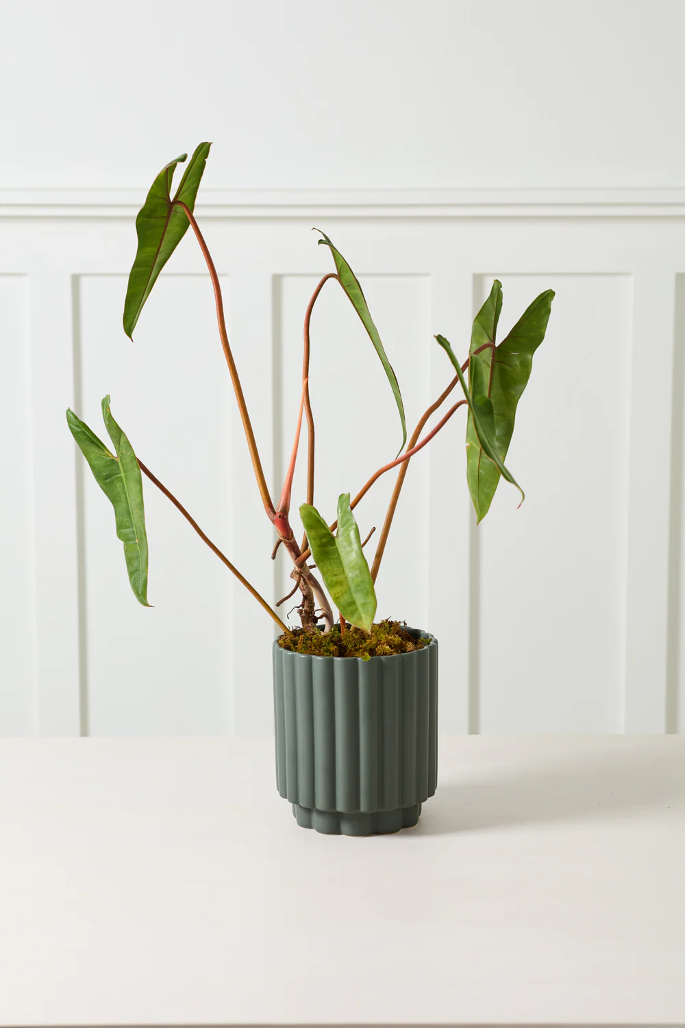 Carmen Pot Set of 8 By Accent Decor - Image 13