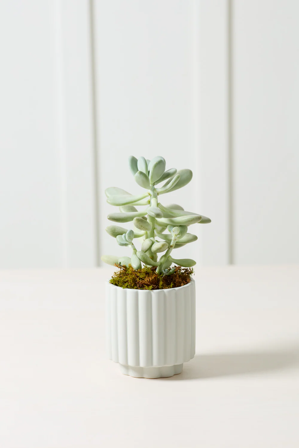 Carmen Pot Set of 8 By Accent Decor - Image 15