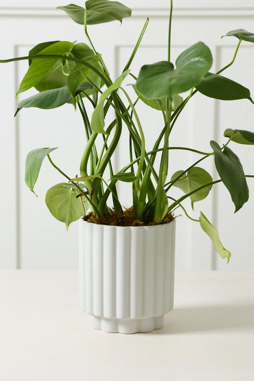 Carmen Pot Set of 8 By Accent Decor - Image 20