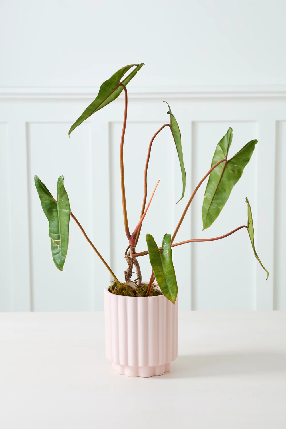 Carmen Pot Set of 8 By Accent Decor - Image 28