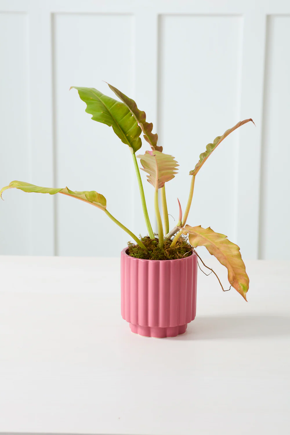 Carmen Pot Set of 8 By Accent Decor - Image 33