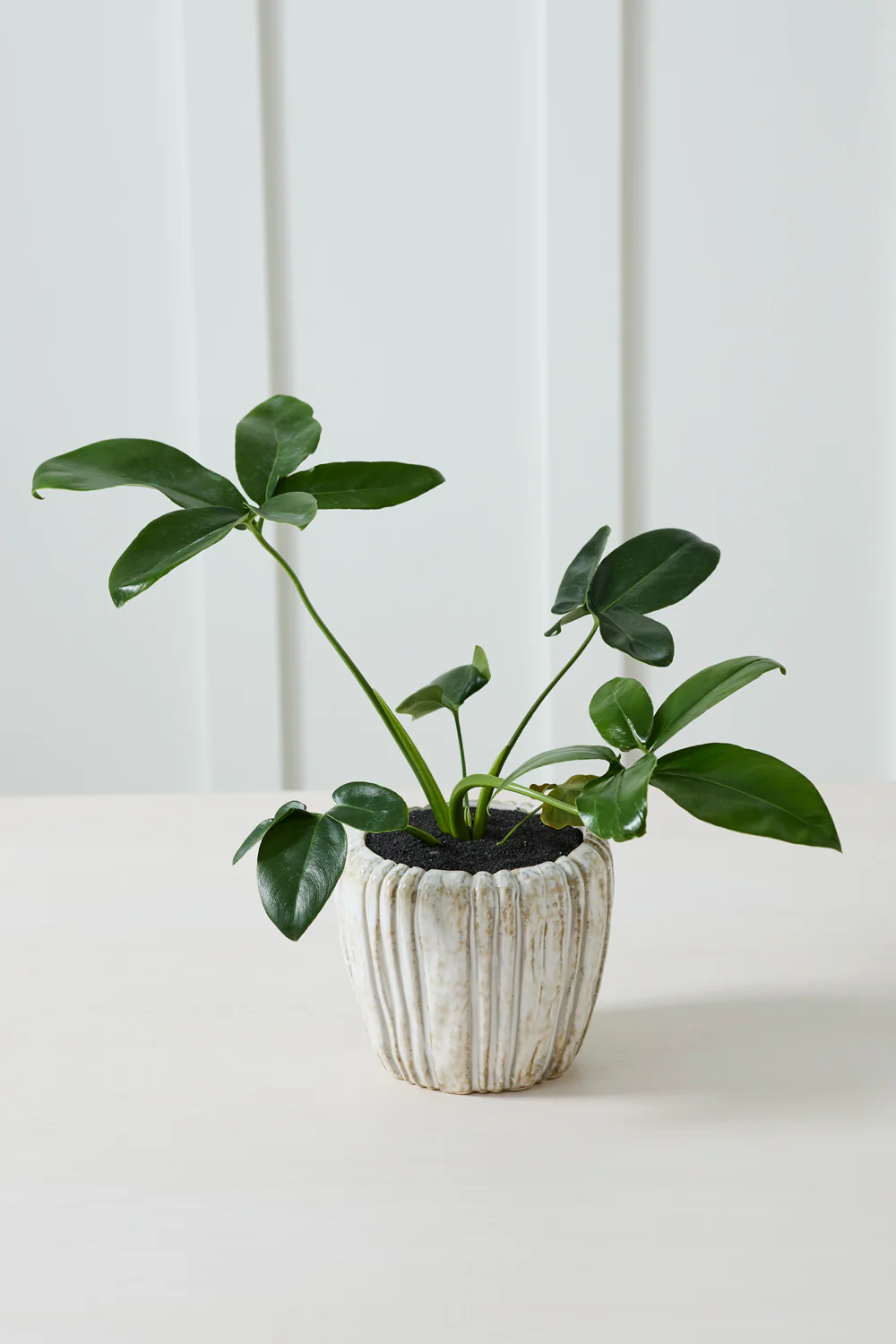 Cedric Pot Set of 8 By Accent Decor - Image 10