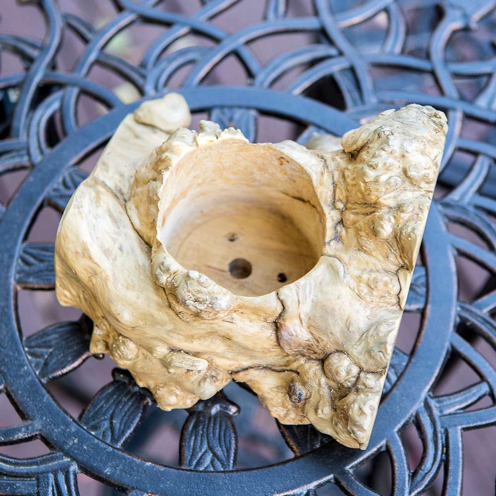 Coffee Root Succulent Pot Set of 12 By Garden Age Supply - Image 2