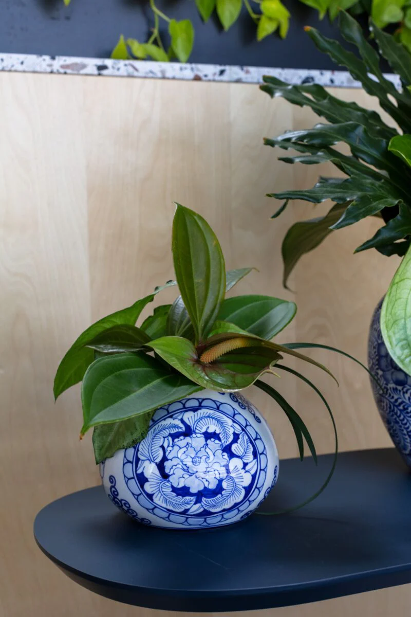 Eleanor Vase 6.25"x 4.75" By Accent Decor