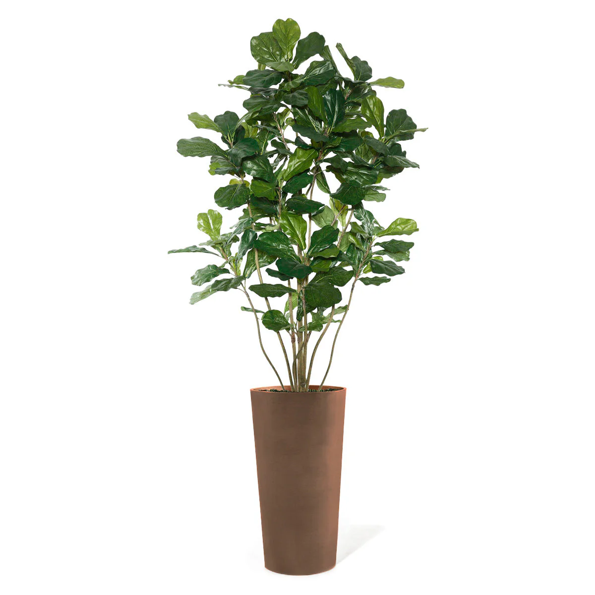 Fiddle Leaf Tree in Harmony Planter MD By Gold Leaf - Image 8
