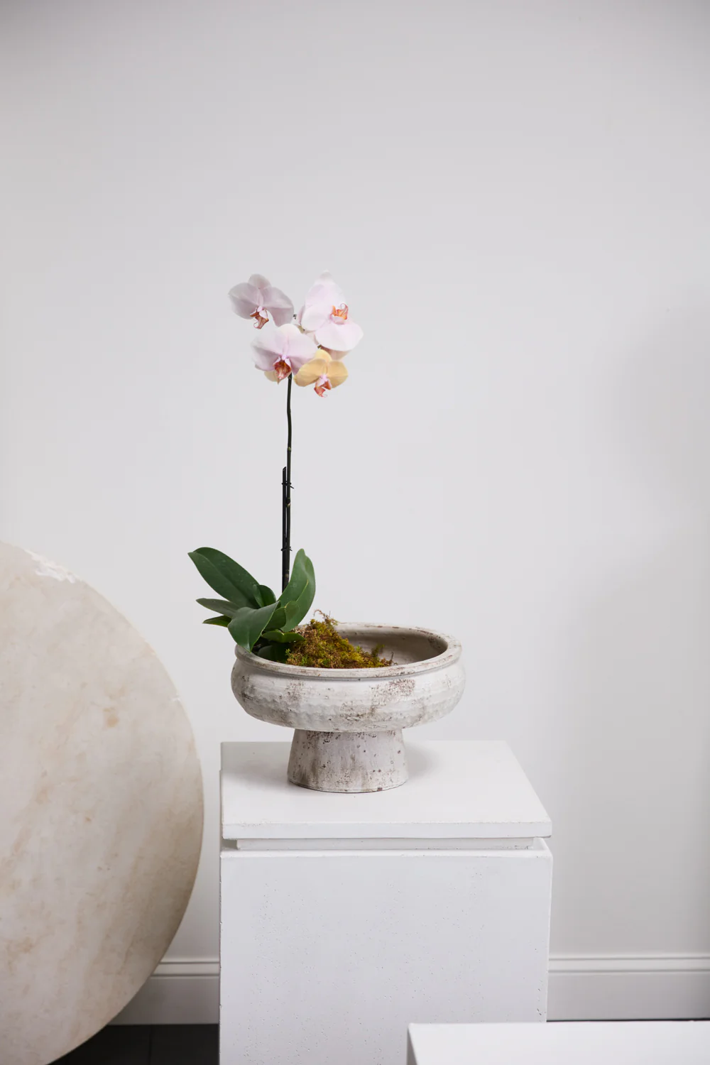 Garance Footed Bowl By Accent Decor - Image 5