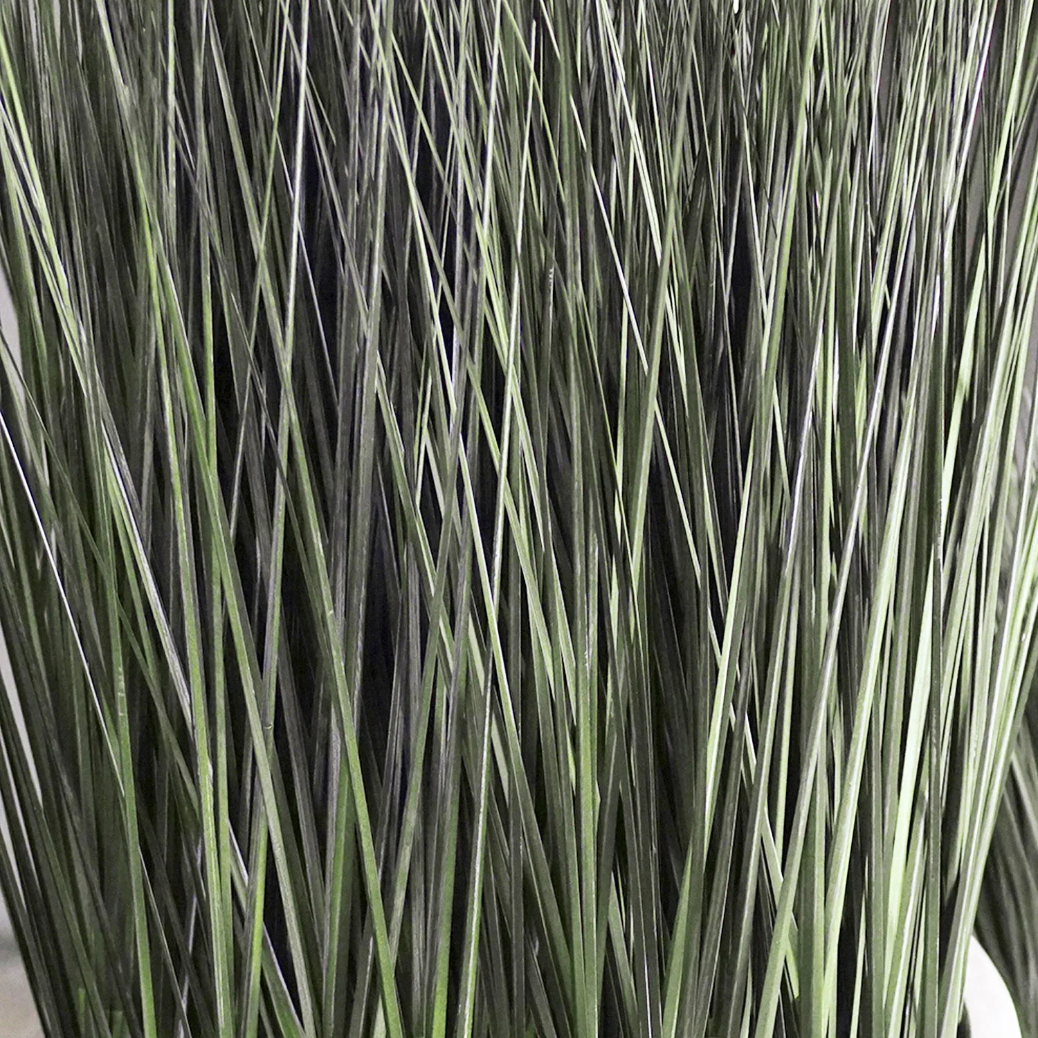 Grass: Cortada Grass in Barrel Planter MD, White Satin By Gold Leaf - Image 2