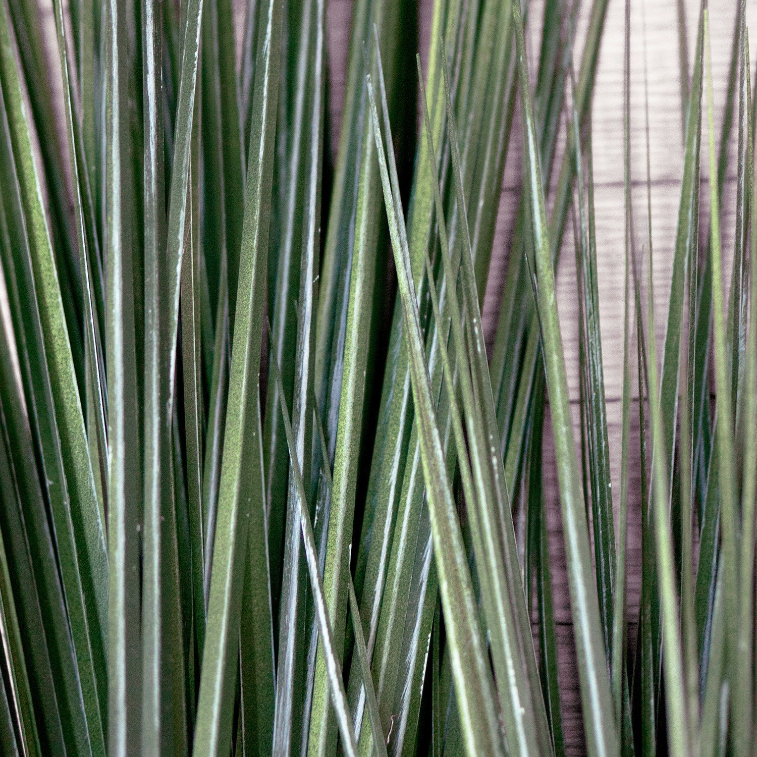 Grass: Cortada Grass in Barrel Planter SM, Brown DK Satin By Gold Leaf - Image 3