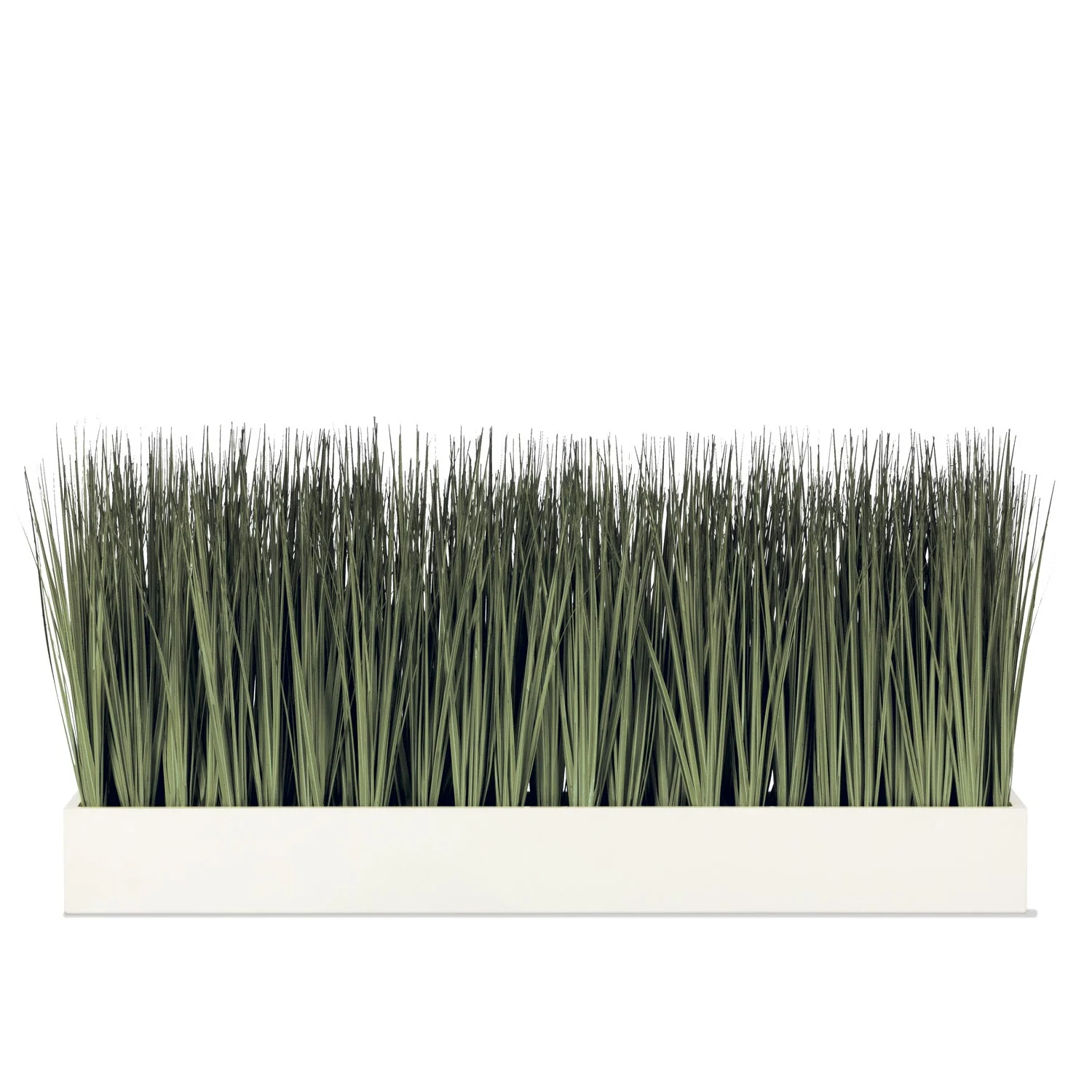 Grass: Cortada Grass in White Table Planter (additional freight required) By Gold Leaf