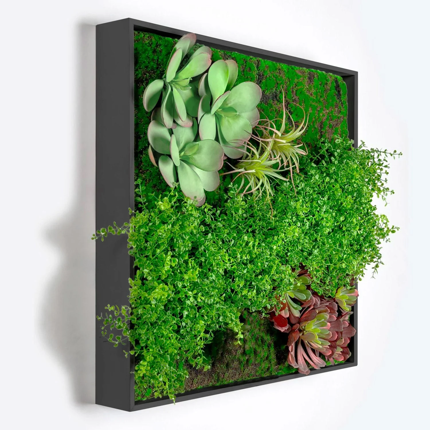 Green Wall, Button Fern Mix By Gold Leaf - Image 2