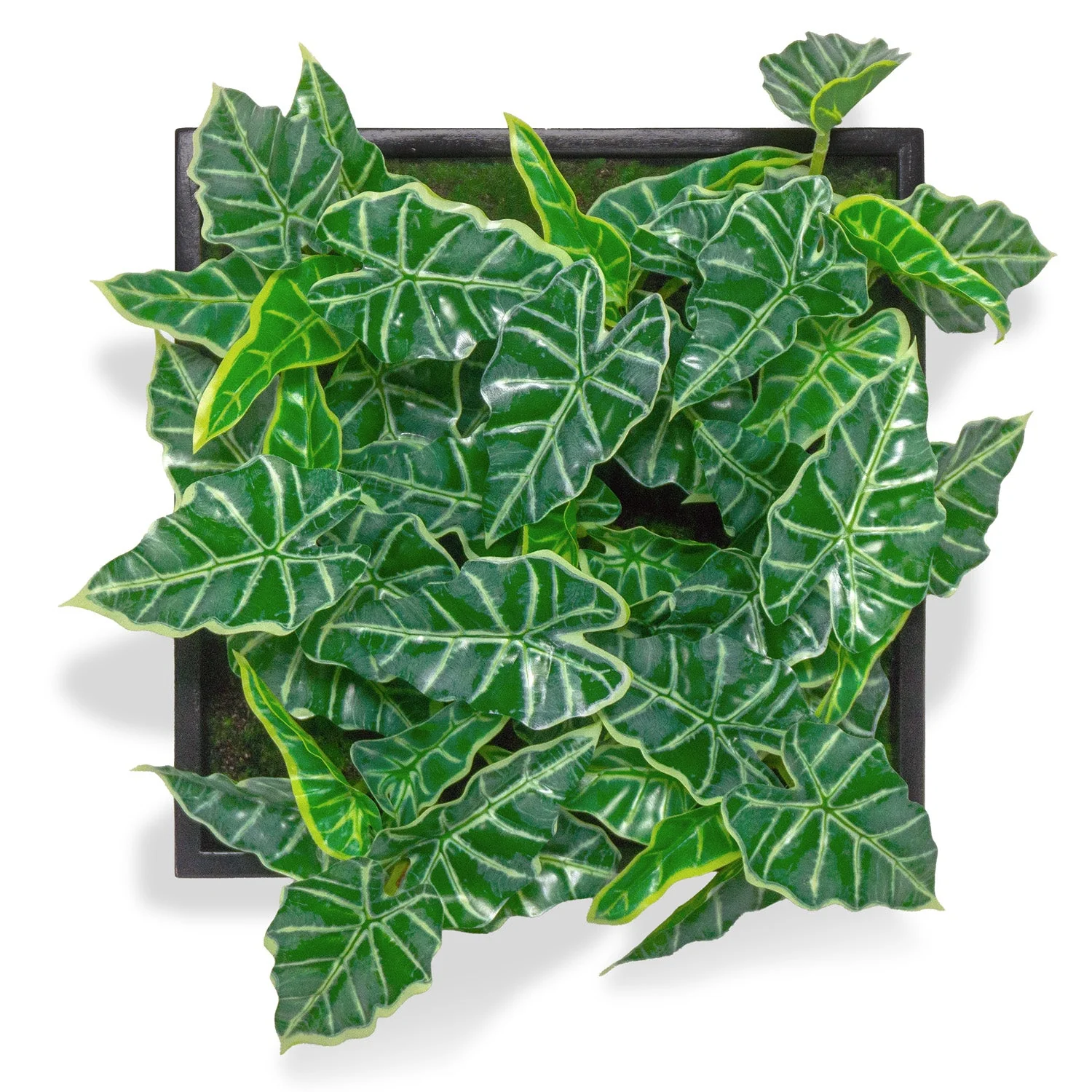 Green Wall, Mini Alocasia 1 By Gold Leaf