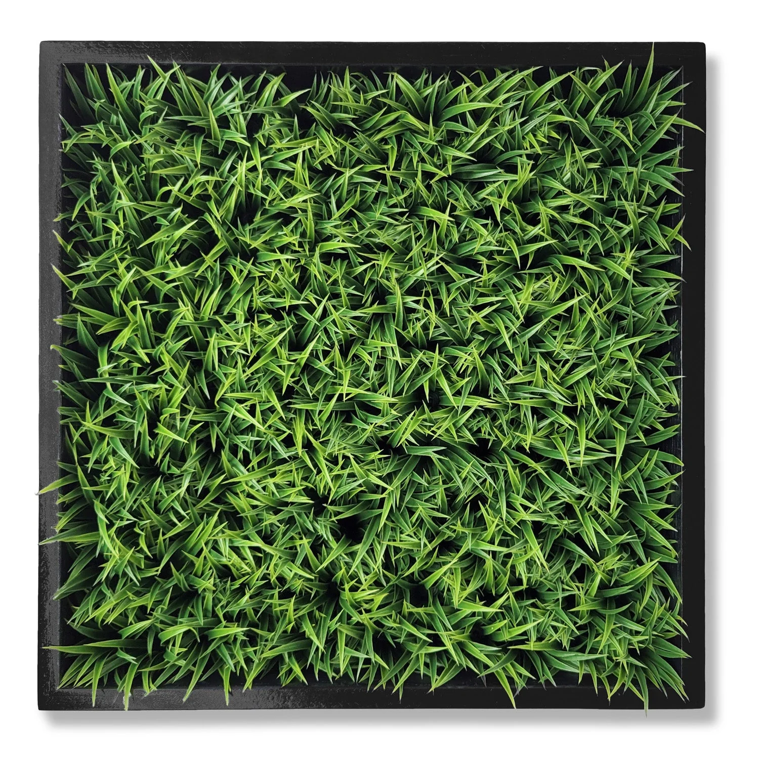 Green Wall, Mini Curly Grass 1 By Gold Leaf