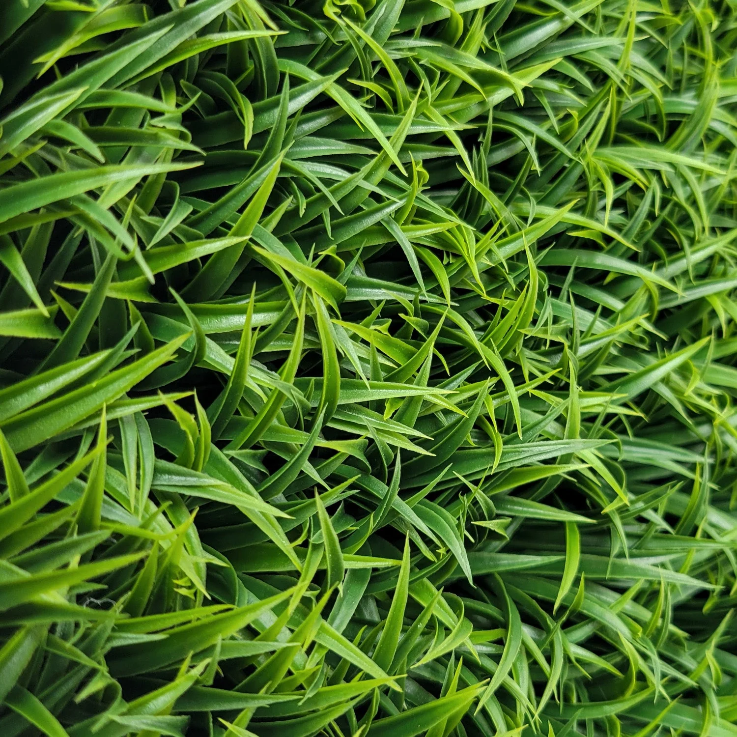 Green Wall, Mini Curly Grass 1 By Gold Leaf - Image 3