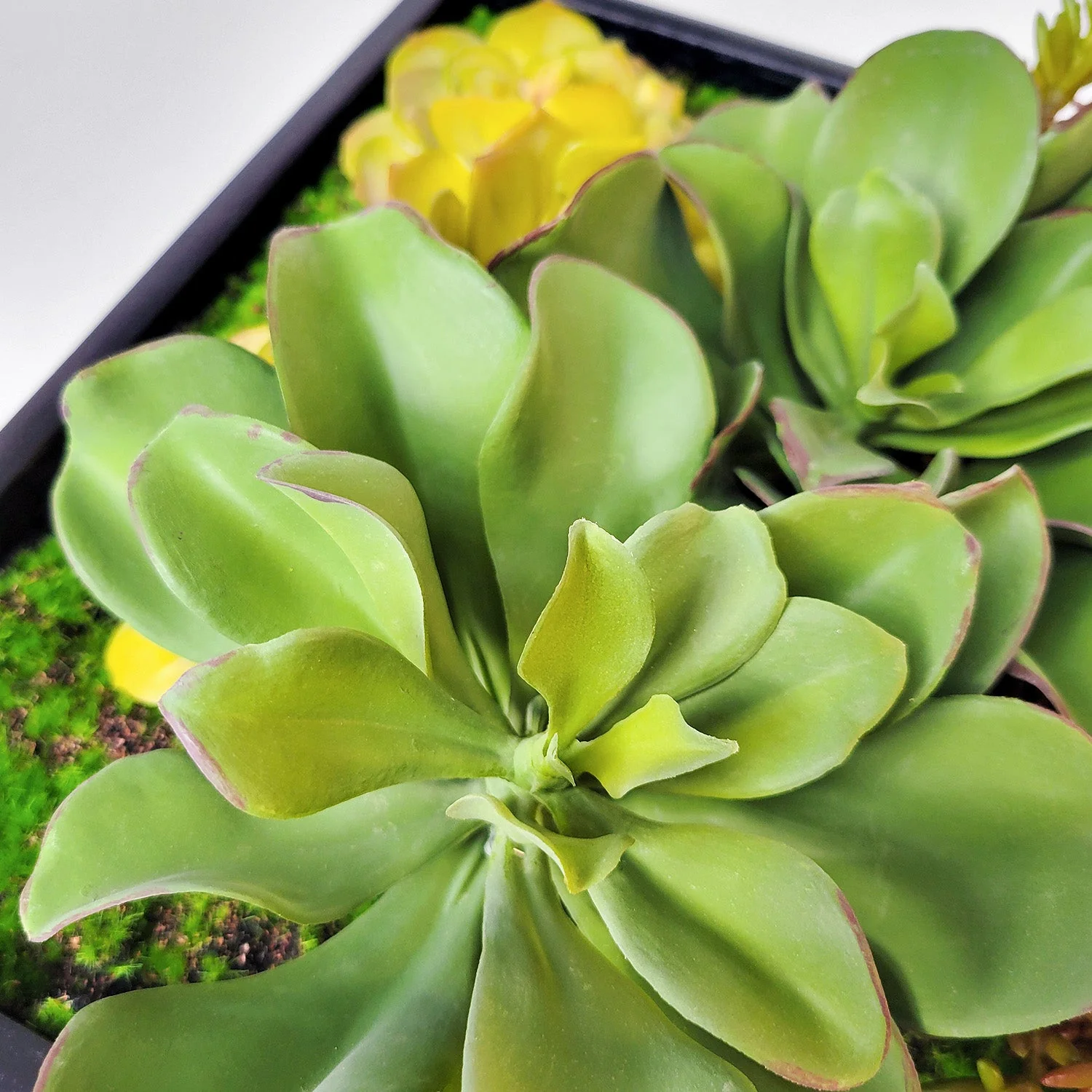 Green Wall, Mini Kalanchoe Mix 1 By Gold Leaf - Image 7