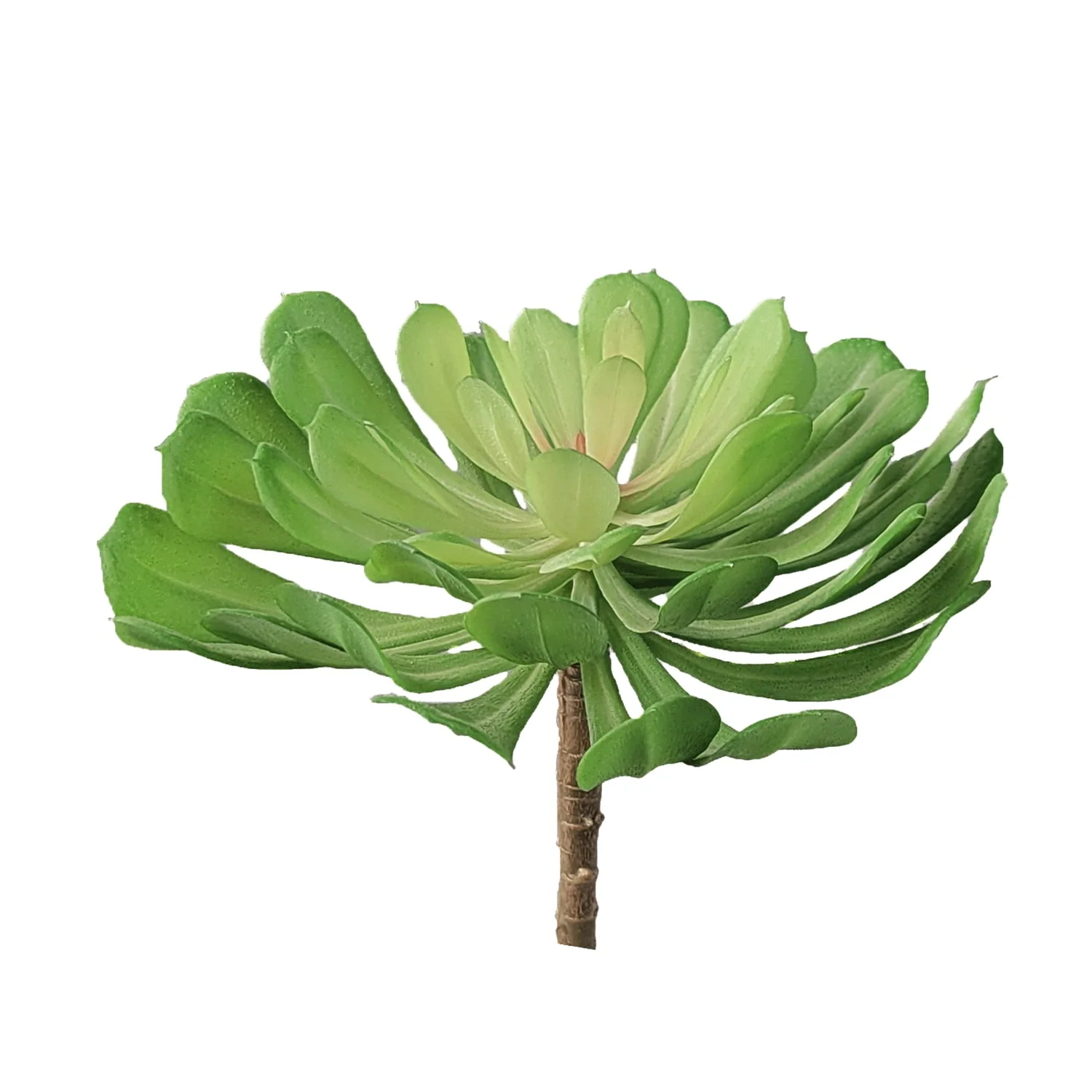 Green Wall, Mini Pulidonis & Echeveria By Gold Leaf - Image 3