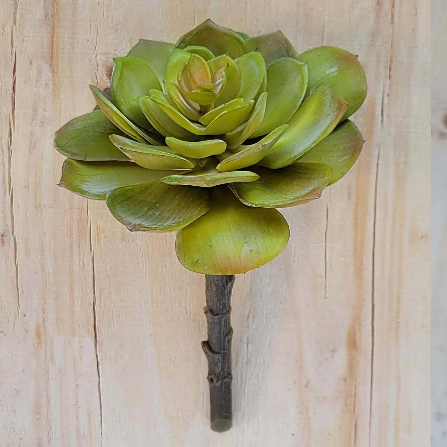 Green Wall, Mini Pulidonis & Echeveria By Gold Leaf - Image 4