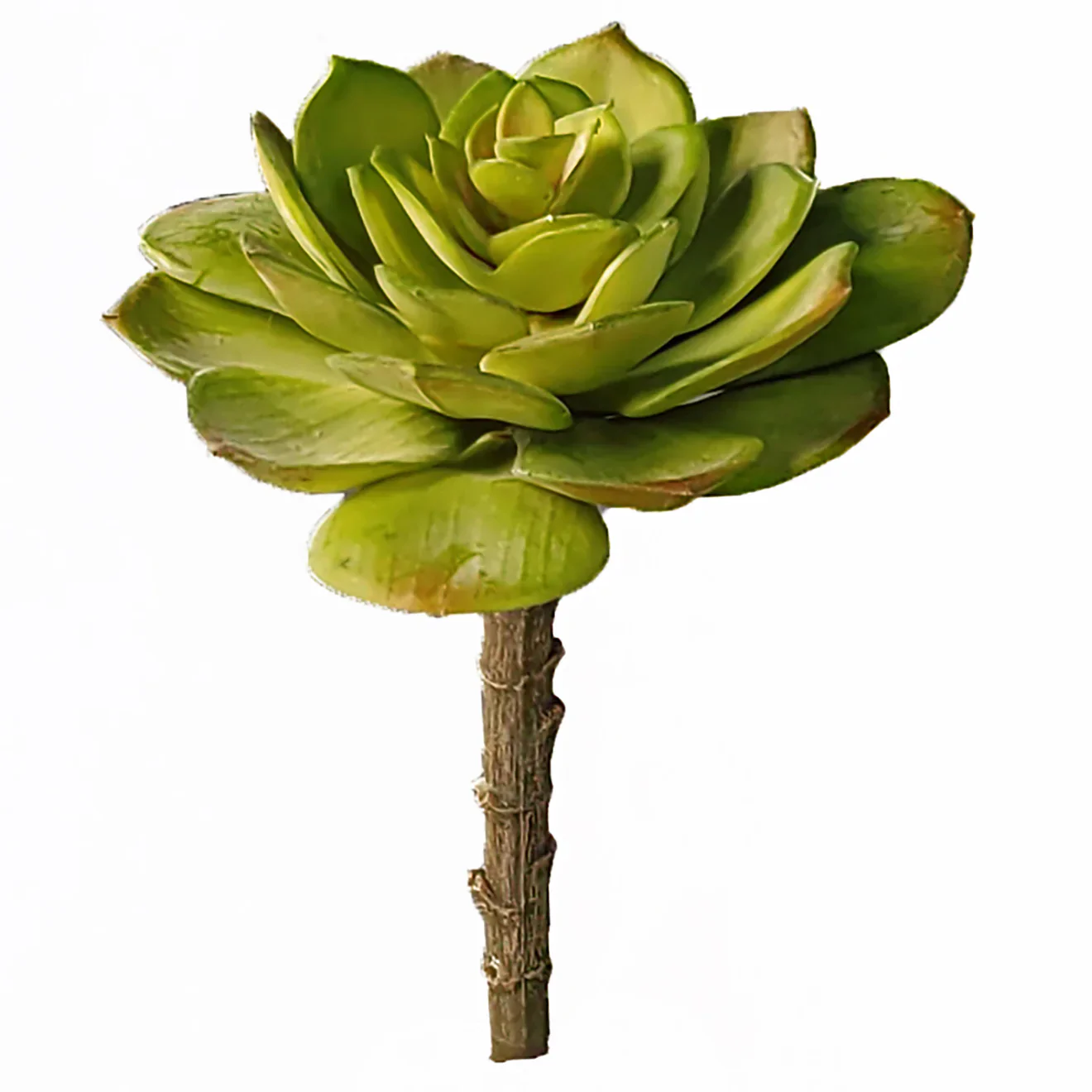 Green Wall, Mini Pulidonis & Kalanchoe 2 By Gold Leaf - Image 5