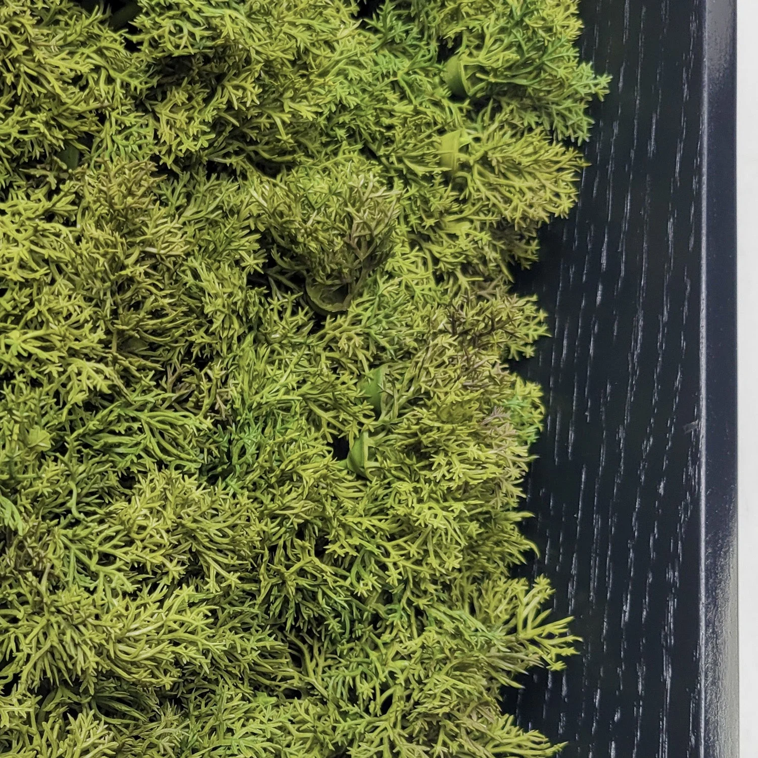 Green Wall, Mini Textured Moss 1 By Gold Leaf - Image 3