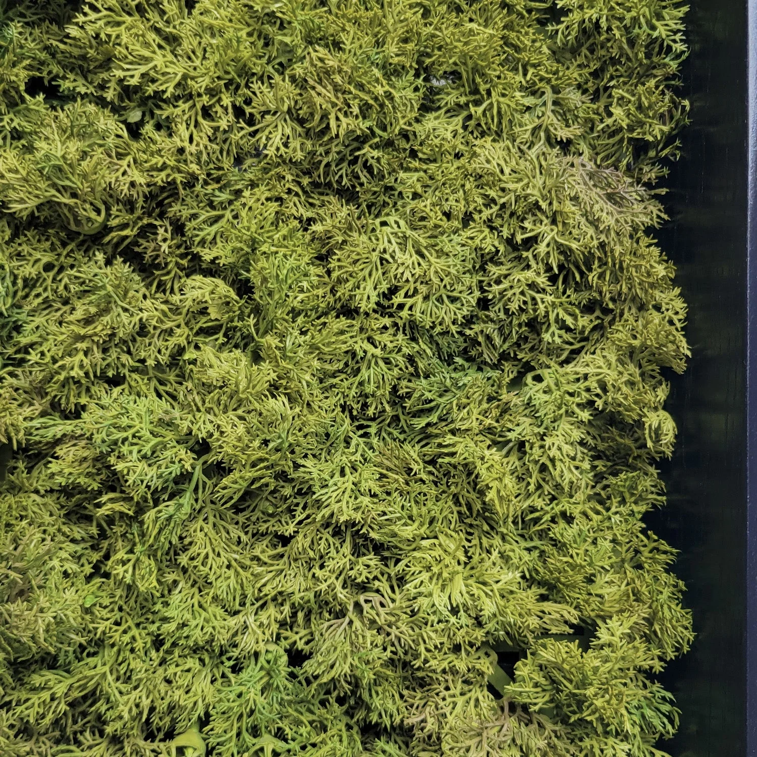 Green Wall, Mini Textured Moss 1 By Gold Leaf - Image 4