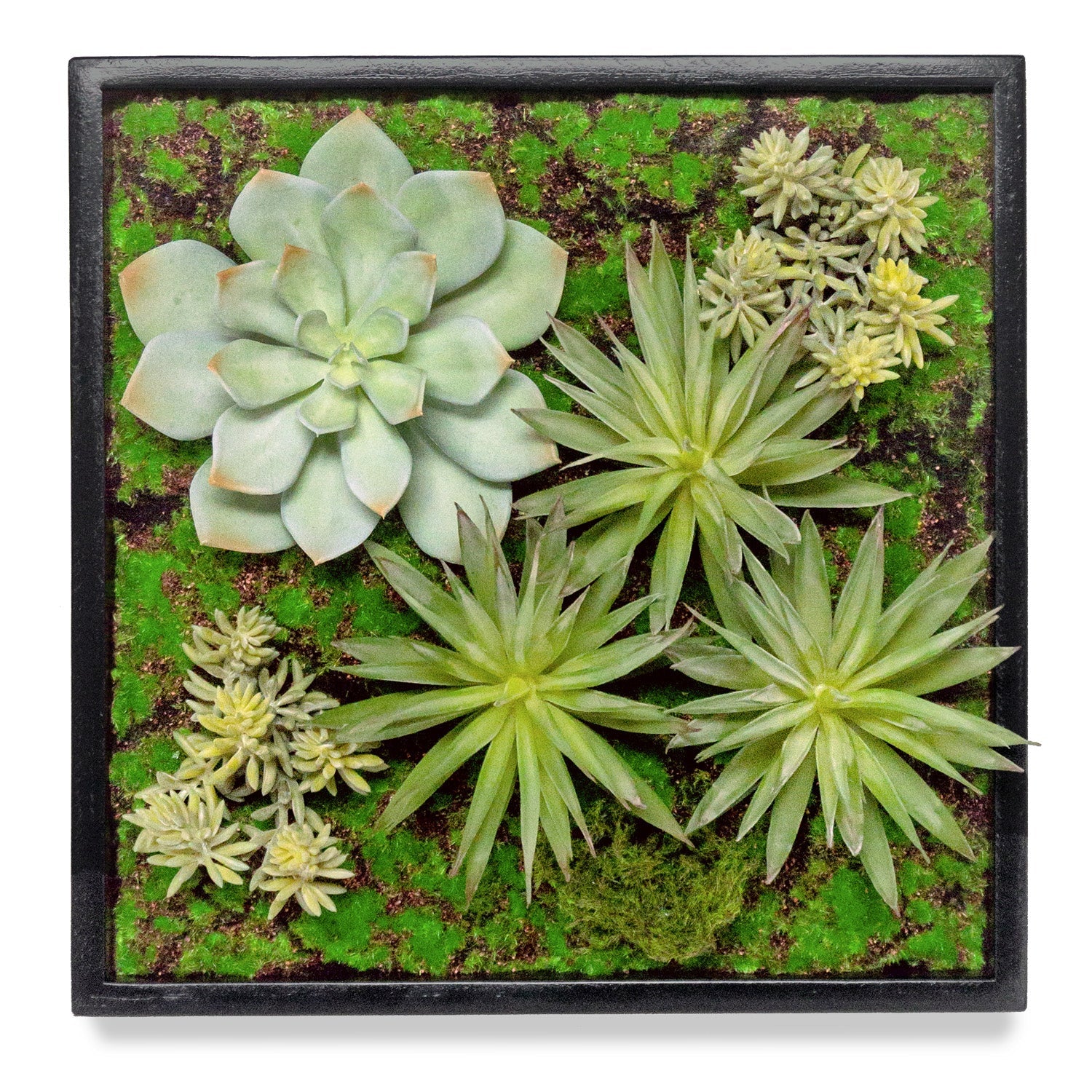 Green Wall, Mini w/ Grapto Mix 1 By Gold Leaf
