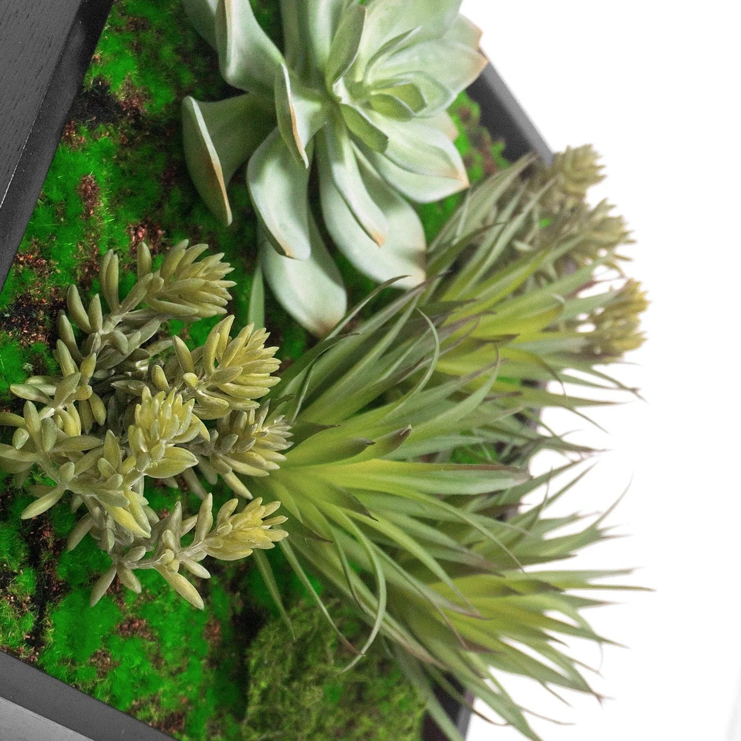 Green Wall, Mini w/ Grapto Mix 1 By Gold Leaf - Image 3