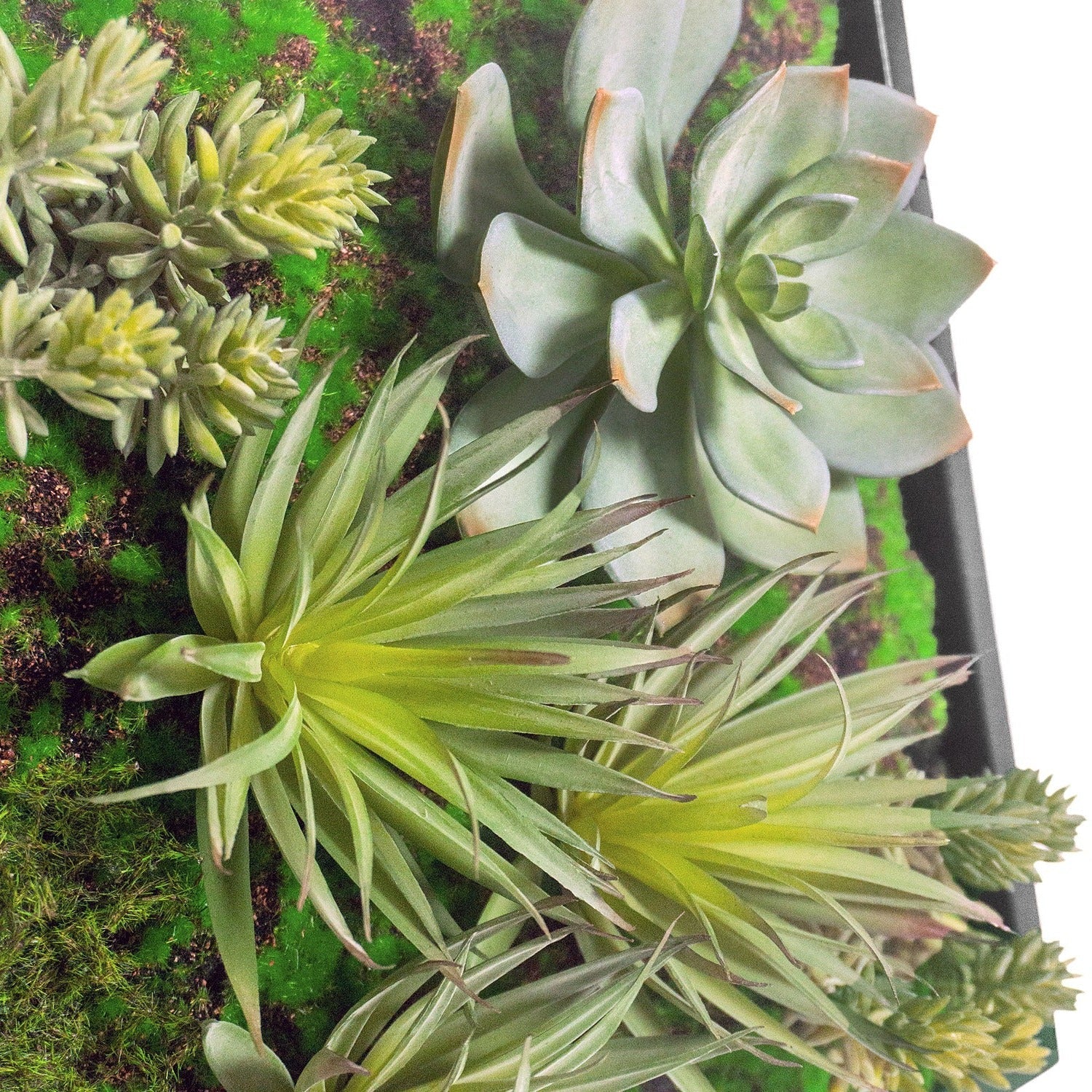 Green Wall, Mini w/ Grapto Mix 1 By Gold Leaf - Image 5