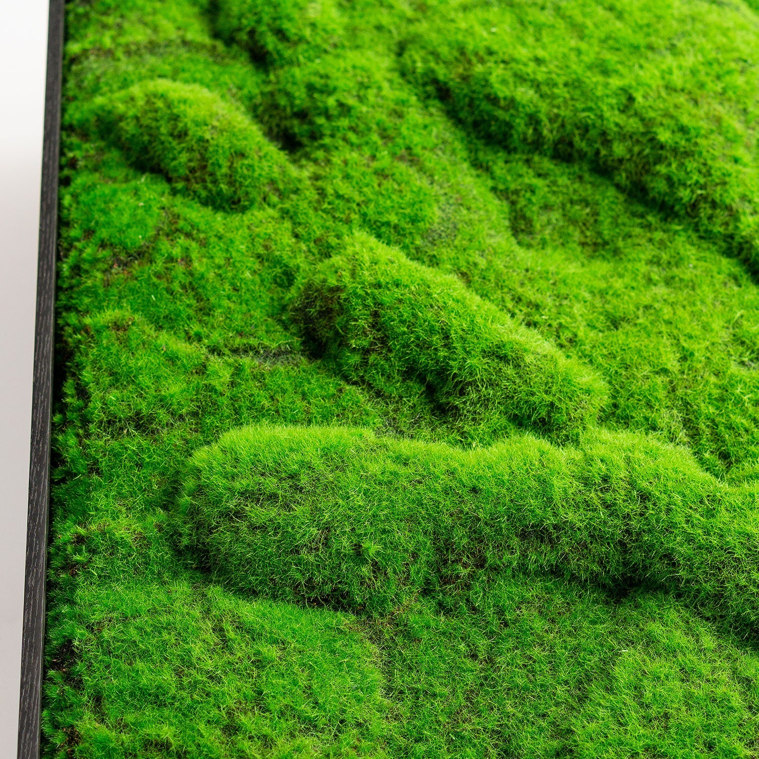 Green Wall, ‘New Moss Rectangle', 50”L By Gold Leaf - Image 4
