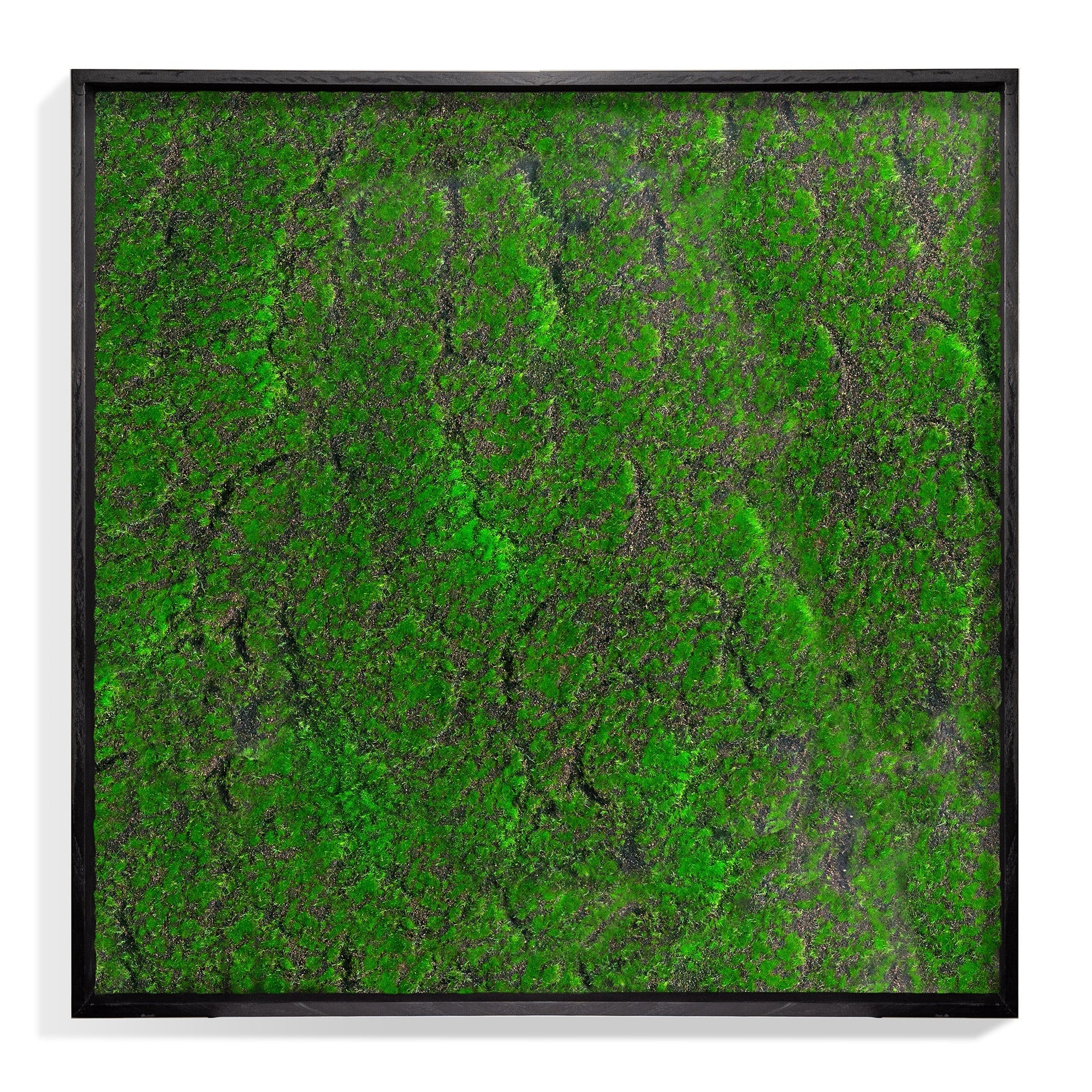 Green Wall, ‘New Moss Square’ By Gold Leaf