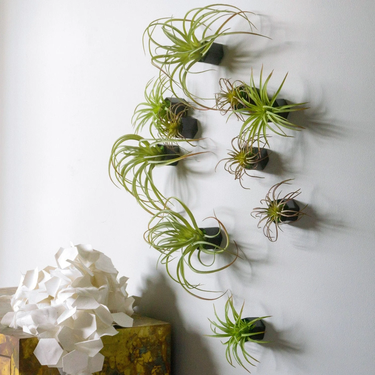Green Wall Satellite, Wall Play™ Beehive Black w/ Air Plants, Set of 10 By Gold Leaf