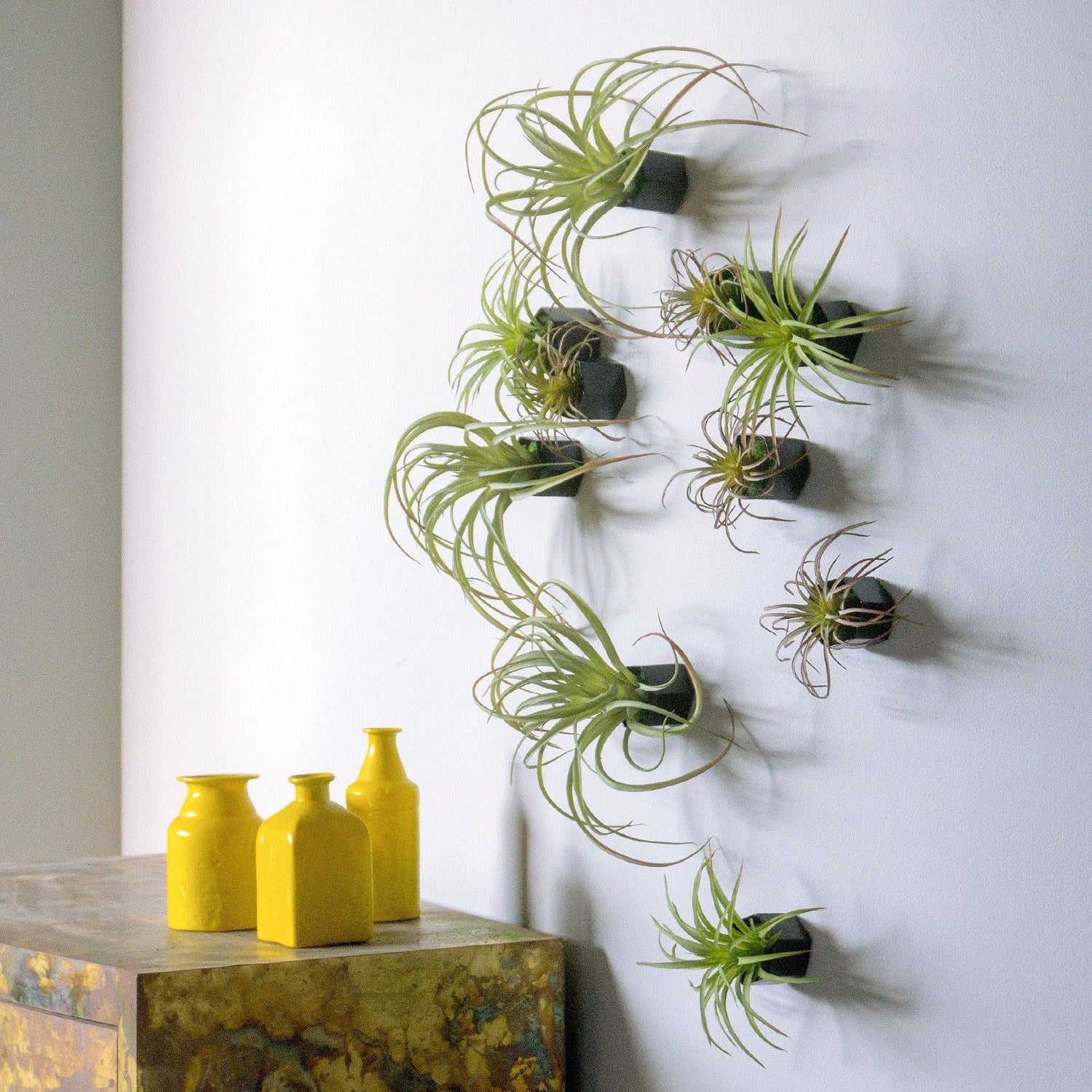 Green Wall Satellite, Wall Play™ Beehive Black w/ Air Plants, Set of 10 By Gold Leaf - Image 5