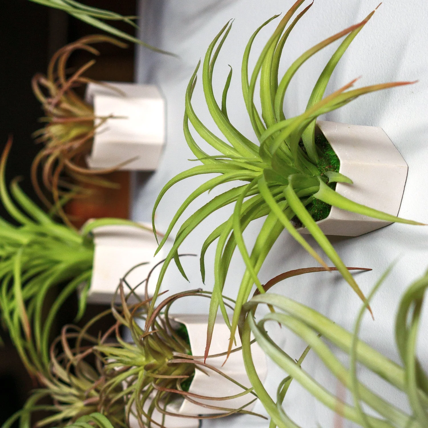 Green Wall Satellite, Wall Play™ Beehive Off-White w/ Air Plants, Set of 10 By Gold Leaf - Image 2