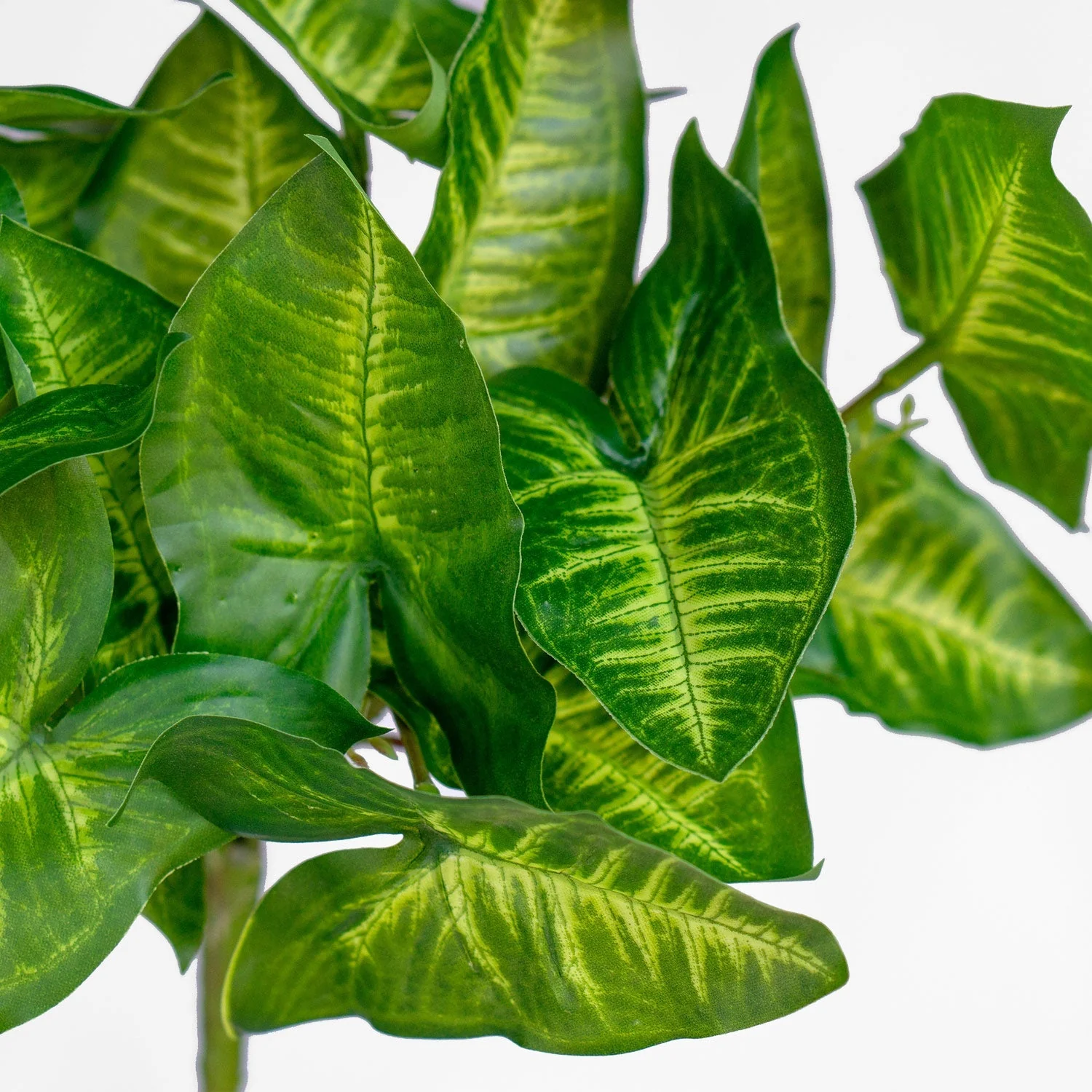Green Wall, Trailing Mix #1 By Gold Leaf - Image 10