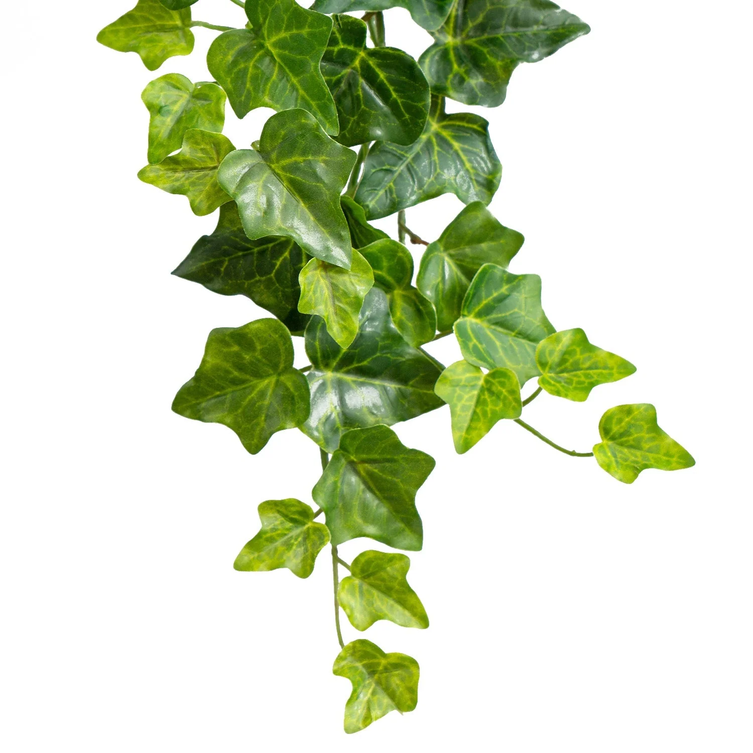 Green Wall, Trailing Mix #1 By Gold Leaf - Image 8
