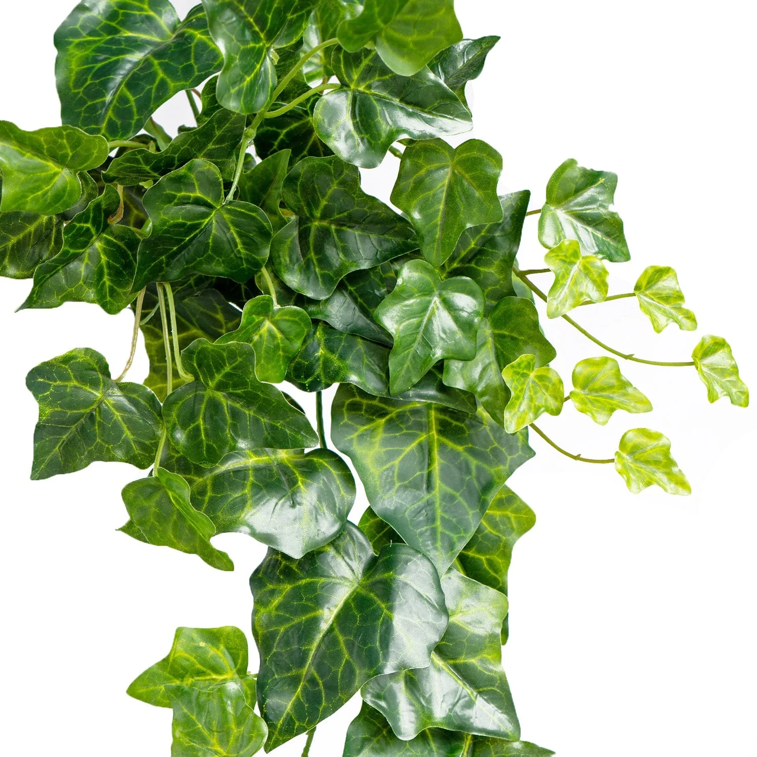 Green Wall, Trailing Mix #2 By Gold Leaf - Image 4