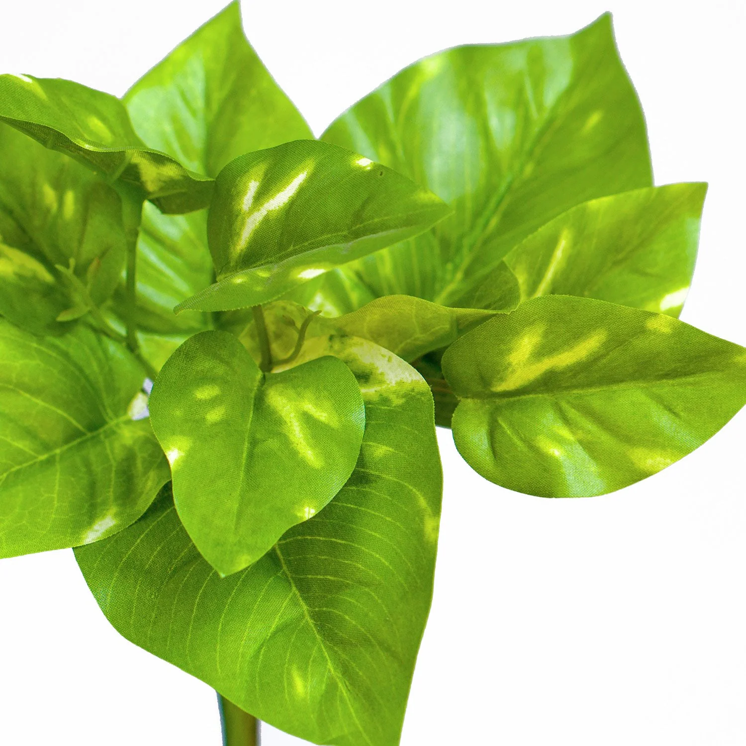 Green Wall, Trailing Mix #2 By Gold Leaf - Image 6