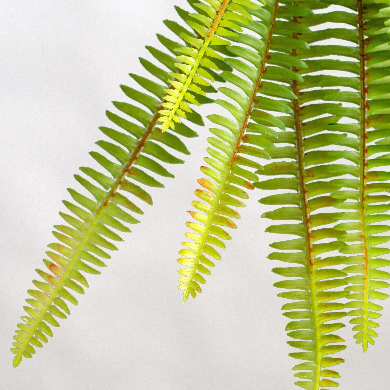 Green Wall, Trailing Mix #2 By Gold Leaf - Image 9