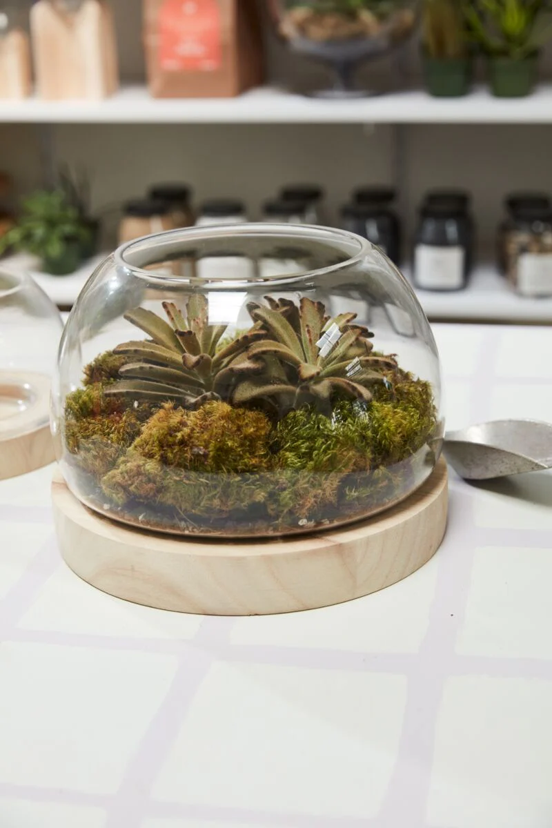 Jonah Terrarium 9.75"x 7.25" By Accent Decor
