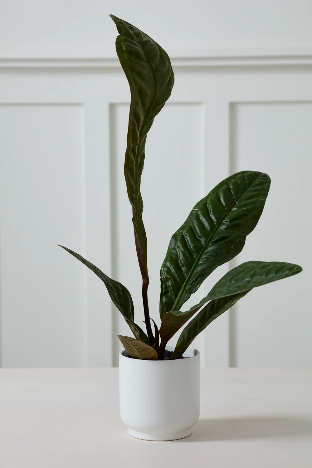Kellen Pot Set of 4 By Accent Decor - Image 10