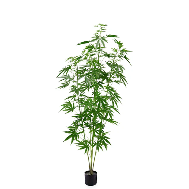 LC Cannabis Plant, 72"H, potte By Gold Leaf Design Group