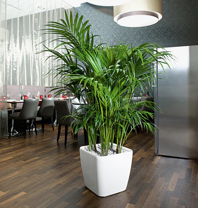 LC Plastic Planter Sqr Short W By Gold Leaf Design Group
