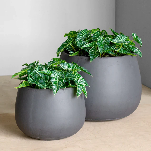 LC Puddle Planter Large Grey, 14. By Gold Leaf Design Group