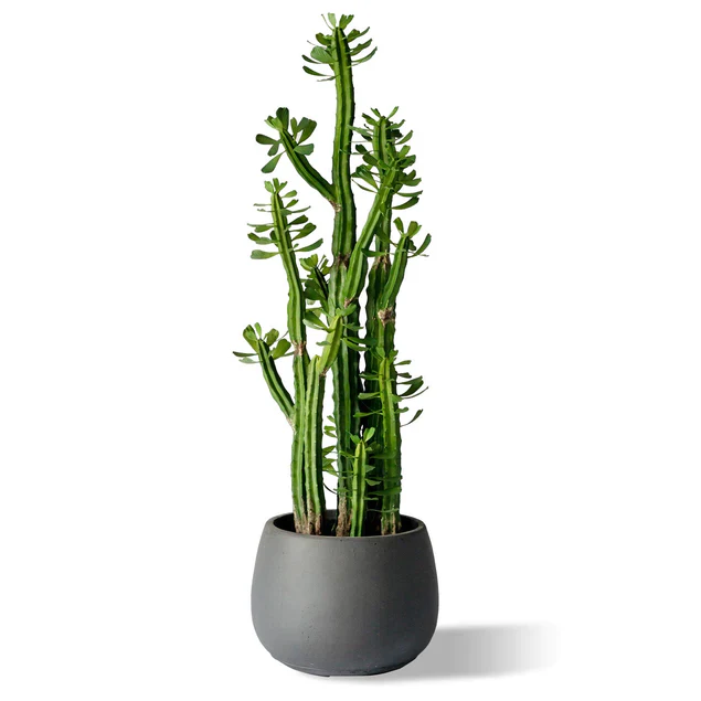 LC Puddle Planter Large Grey, 14. By Gold Leaf Design Group - Image 2