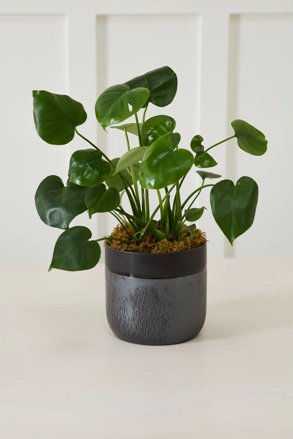 Lennon Pot Set of 4 By Accent Decor - Image 7