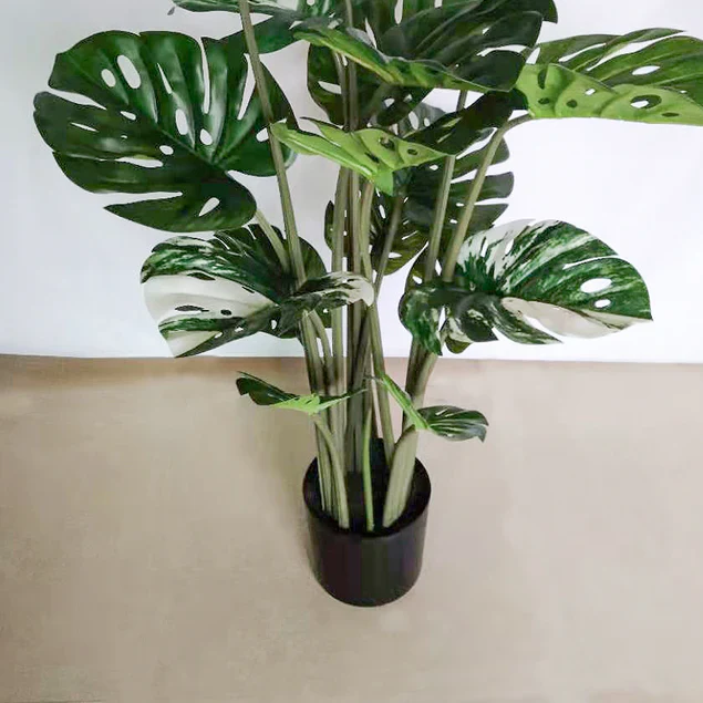 Monstera 48"H, potted By Gold Leaf Design Group