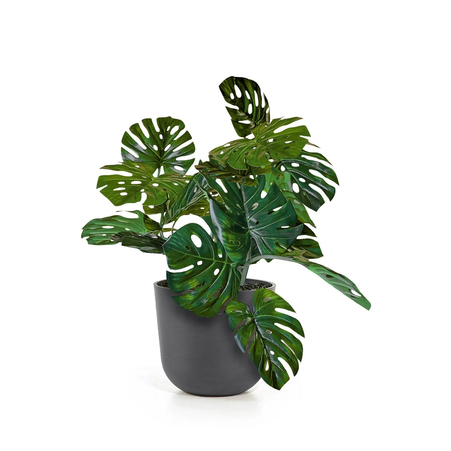 Monstera Vine in Rotunda Planter SM, Grey Matte By Gold Leaf