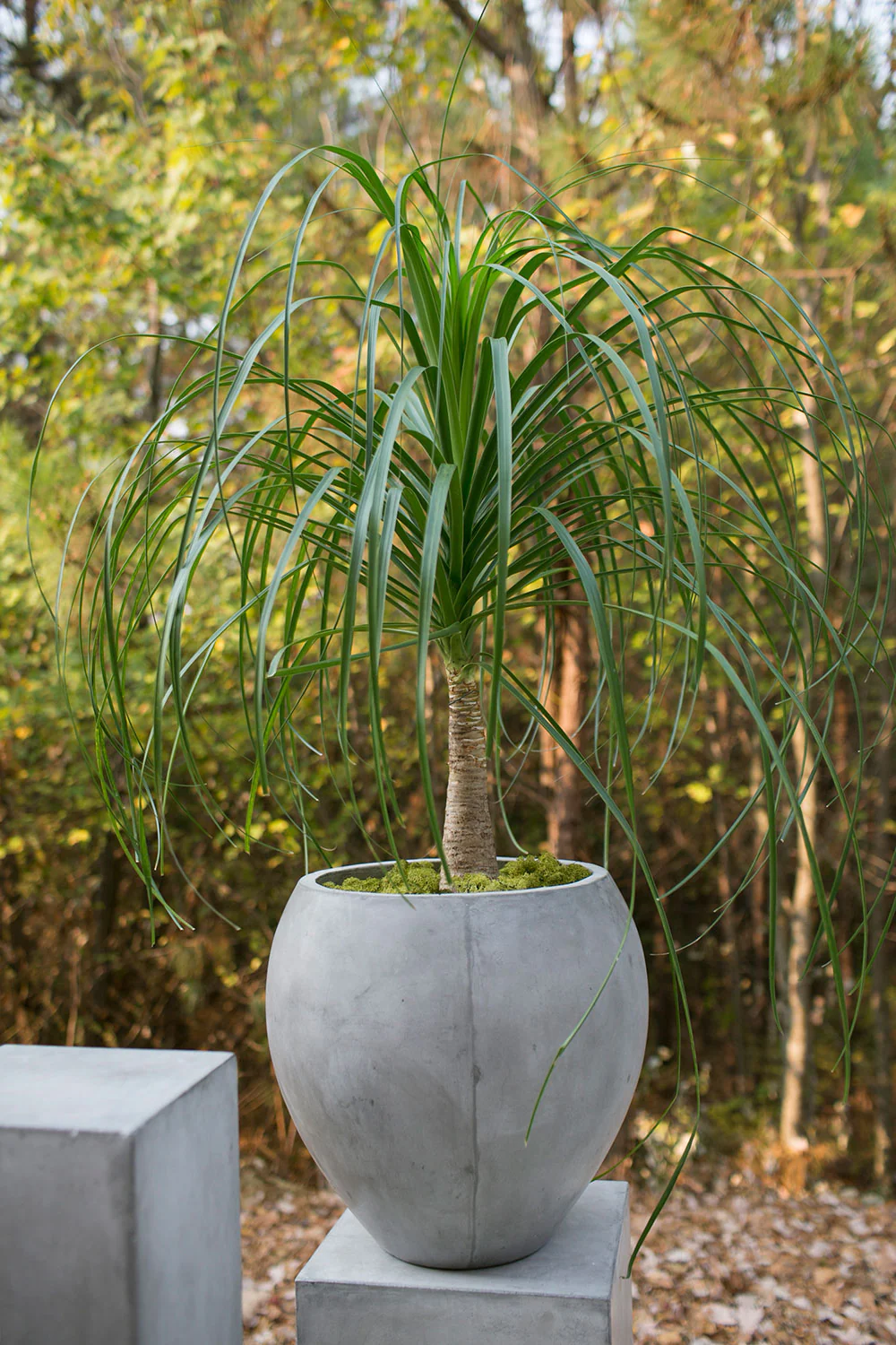 Newport Pot By Accent Decor - Image 7
