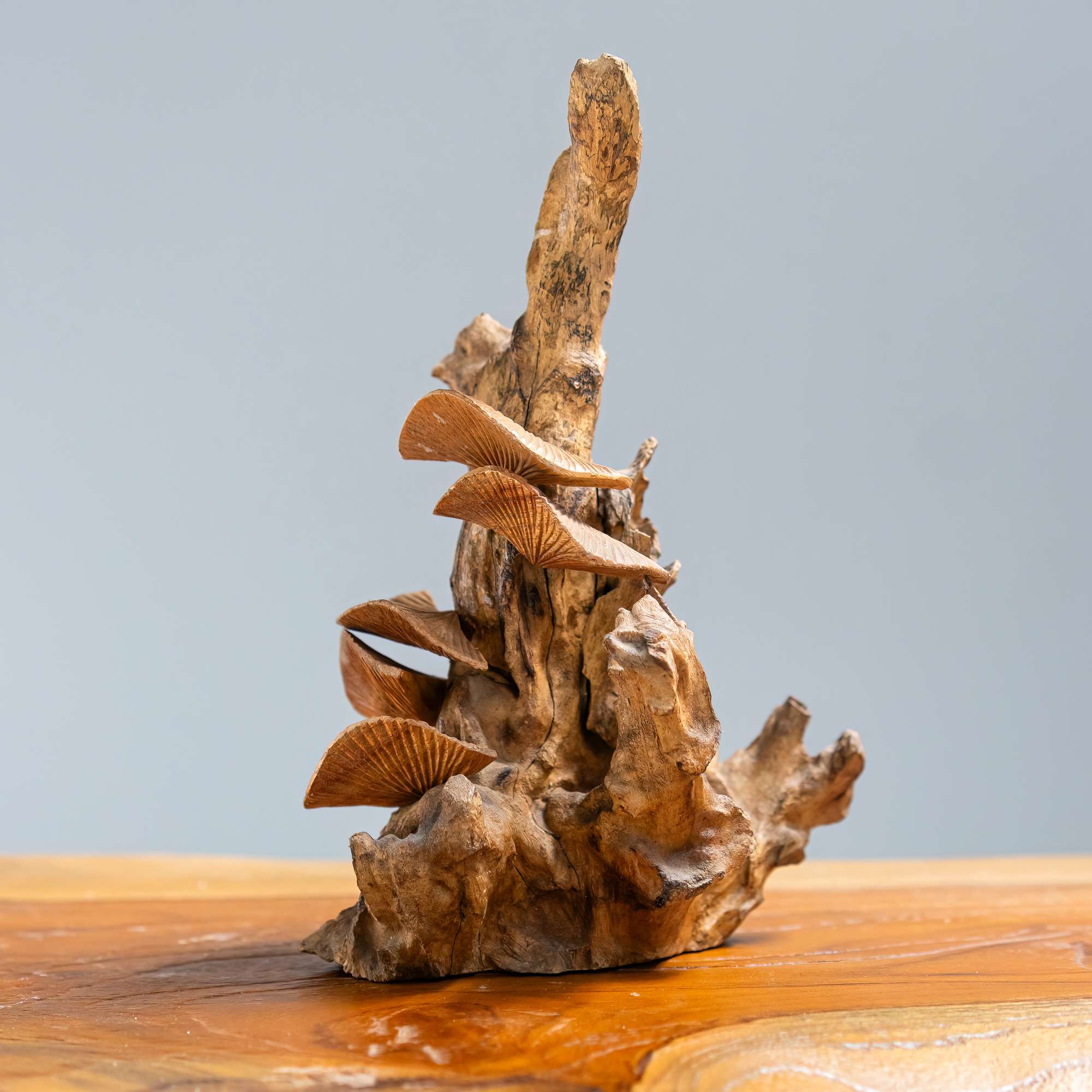 Parasite Turkey Tail Mushroom Set of 4 By Garden Age Supply - Image 3