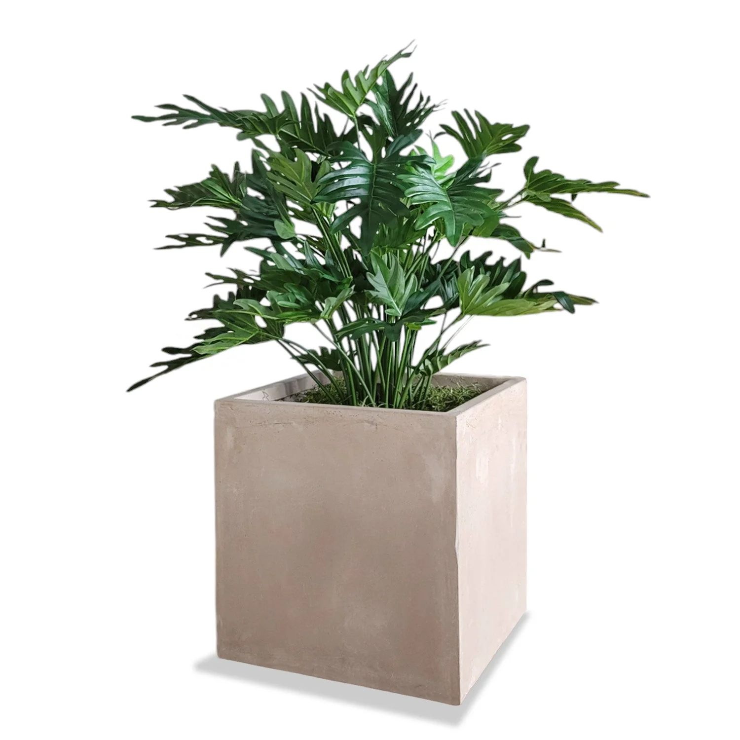 Philodendron 38”H in Square Urbano, SM By Gold Leaf - Image 2